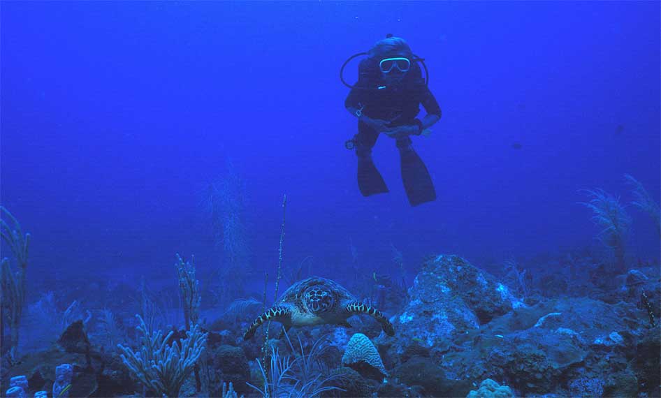 observation d'une tortue imbriquée lors d'une plongée