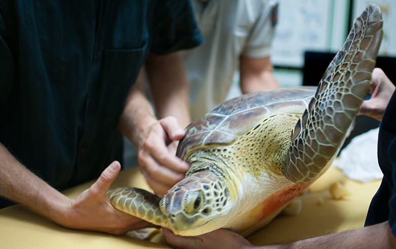 Tortue verte fléchée en soins ©Delcroix