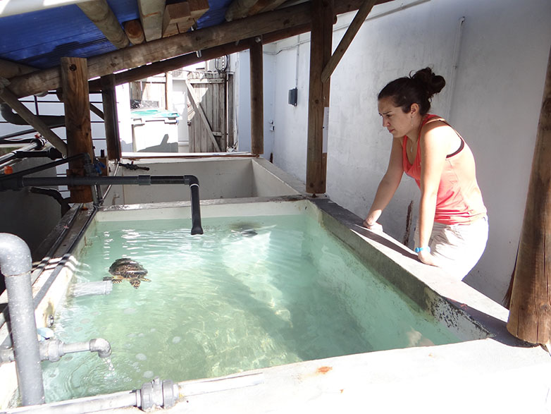 Tortue imbriquée au centre de soins ©ONCFS