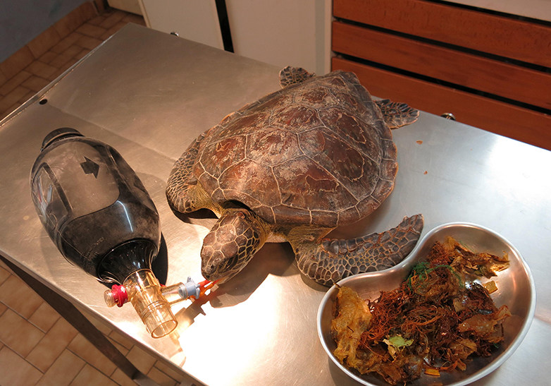 Contenu stomacal d'une tortue verte ©IGRECMER