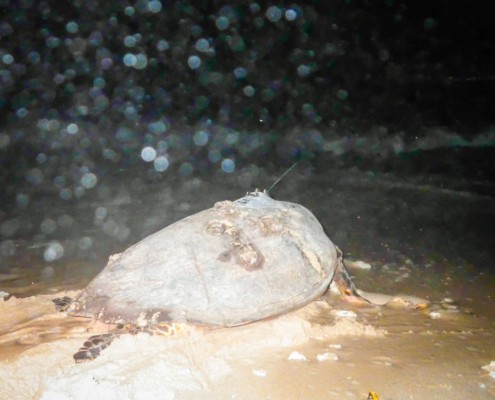 20160914_argos_ei_ponte_canot_gosier_lamy-1