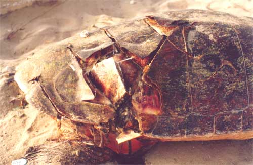 photo : J. Chevalier