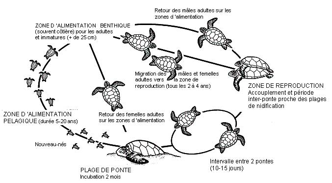 illustration du cycle de vie des tortues marines