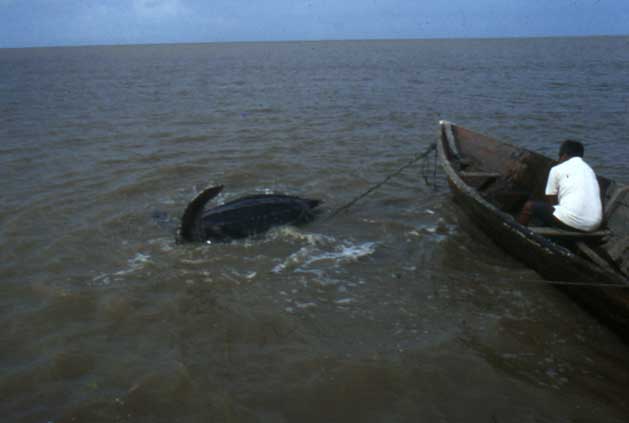 photo : J. Chevalier