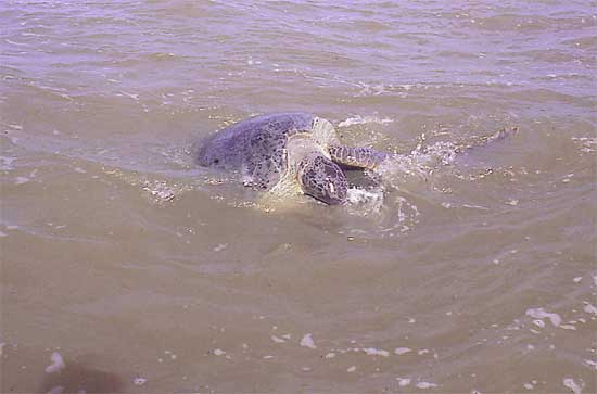 photo : J. Chevalier