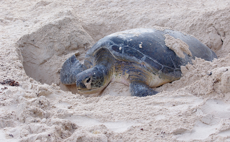 2010_Cm_Ponte_Jour_malglaive (4)