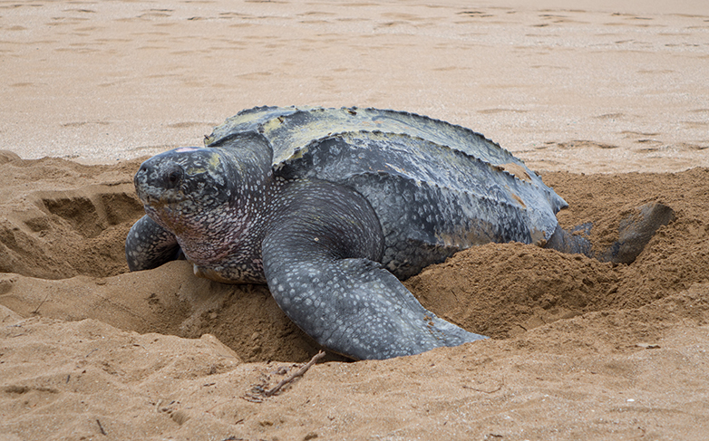 20140523_Dc_Ponte_Jour_grande anse_deshaies (12)