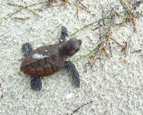 Tortillon de tortue imbriquée Eretmochelys imbricata ©A. Le Moal