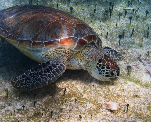 Tortue verte Chelonia mydas en alimentation ©M. Caussat