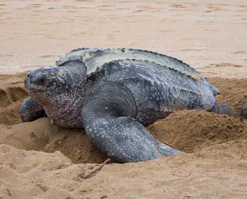 Tortue luth Dermochelys coriacea en ponte de jour