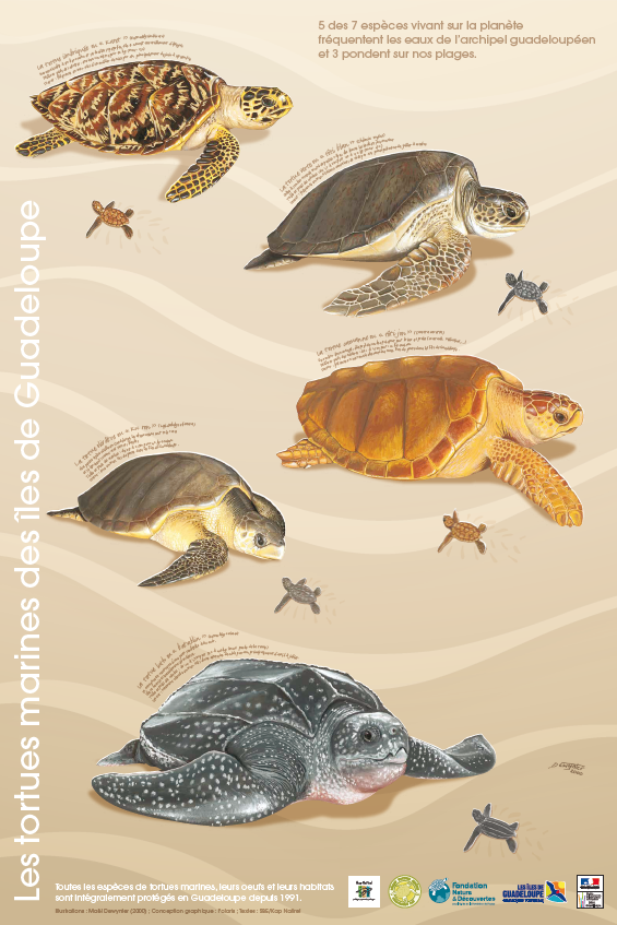 affiche cinq especes de tortues marines