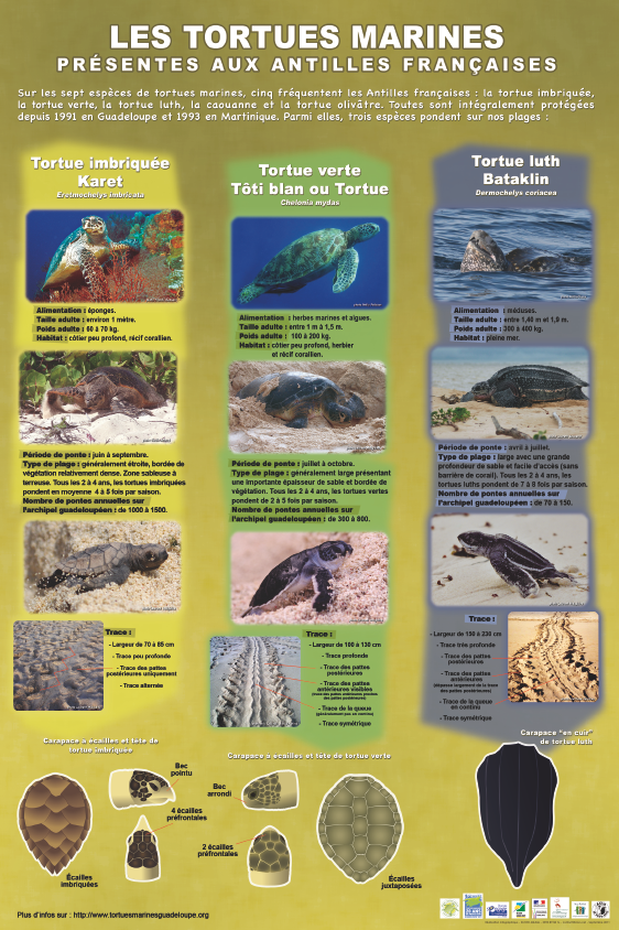 affiche trois traces des tortues marines
