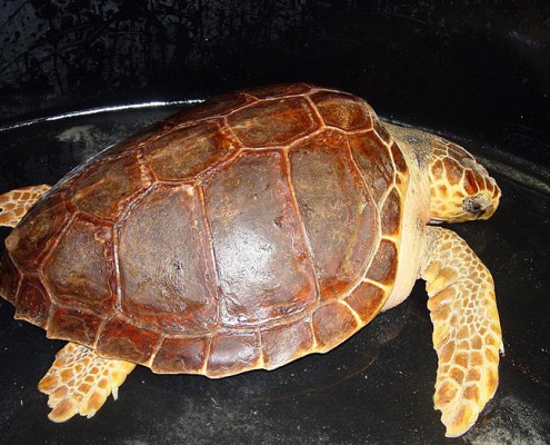 Tortue caouanne Caretta caretta ©Godfrey
