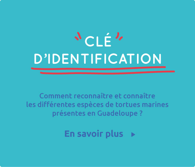 Clé d’identification