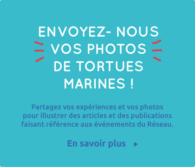 Envoyez-nous vos photos de tortues marines !