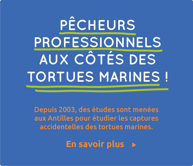Pêche et tortues marines