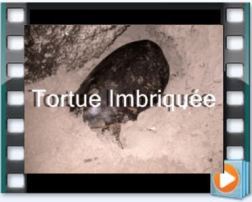 film tortue imbrique