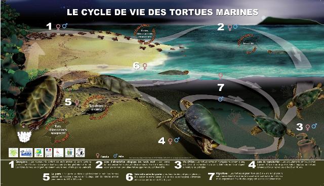 panneau cycle de vie