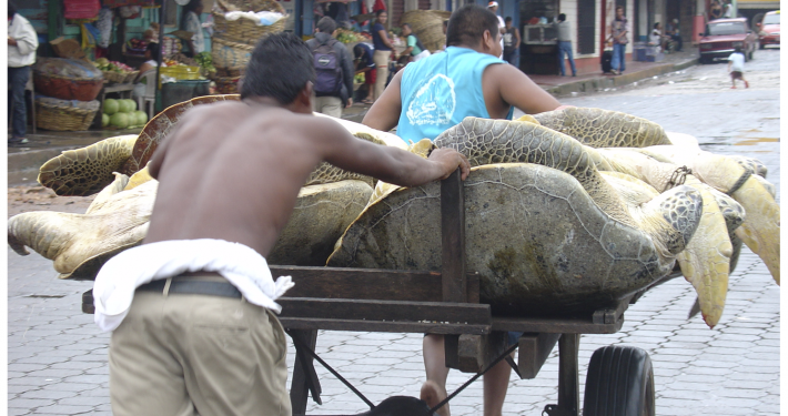 Lagueux CJ, Campbell CL, Strindberg S (2014) Artisanal Green Turtle, Chelonia mydas, Fishery of Caribbean Nicaragua. PLOS ONE