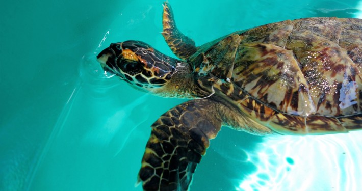 TORTUE ANEGADA IMBRIQUEE EI 49 05.02.19 (9)