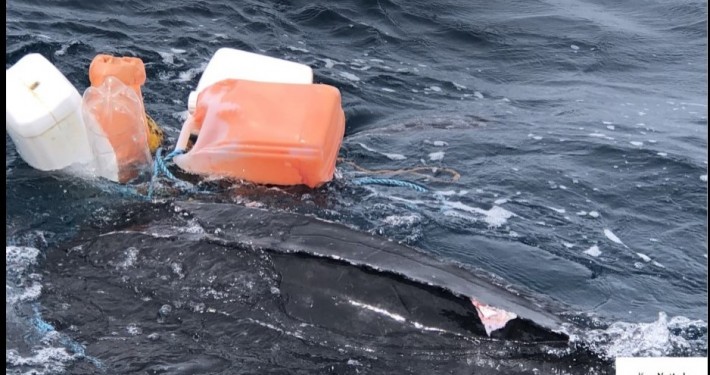 2019_05_11_luth encordee_VF_KapNat