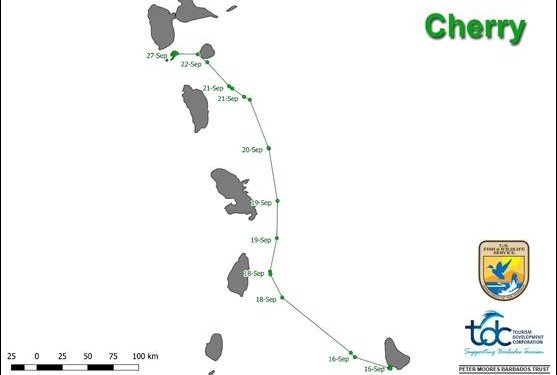 Le parcours de la tortue Cherry depuis la pose de la balise jusqu'à son arrivée en Guadeloupe