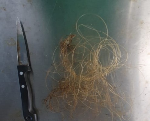 Le fil de pêche avalé par Aruba (Photo : Centre de soin de l'Aquarium)