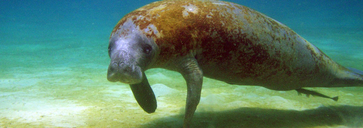 Trichechus manatus - © US Fish and Wildlife Service Southeast Region