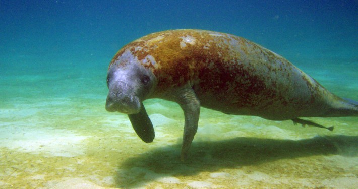 Trichechus manatus - © US Fish and Wildlife Service Southeast Region