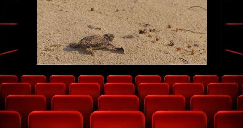 cinéma tortue