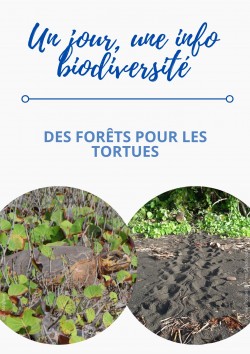 1J1IB - RTMG 2 - TM & forêt