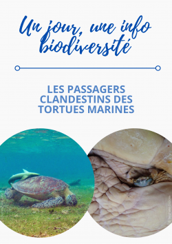 1J1IB - RTMG 3 - Passagers clandestins