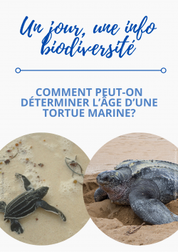 1J1IB - RTMG 4 - Age des TM