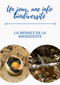 1J1IB - RTMG 6 - mangoustes