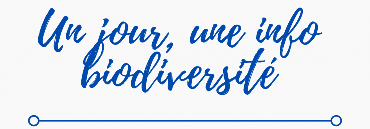 1jour1infoBiodiversité (1)