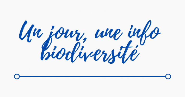 1jour1infoBiodiversité (1)